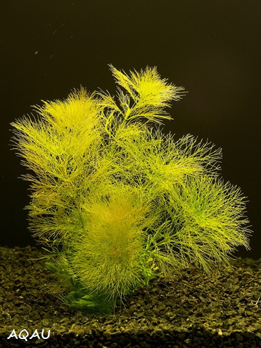 Limnophila aquatica - Bahnatka vodní