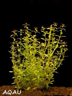 Ludwigia arcuata - Zakulacenka obloukovitá