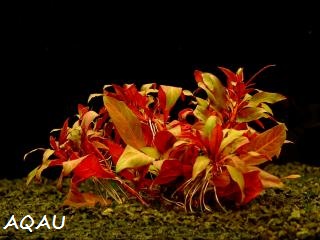 Ludwigia peruensis - Zakucelka paruánská