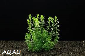 Rotala naejan - Kolovka naejan