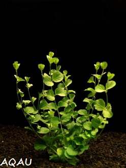 Rotala rotundifolia - Kolovka