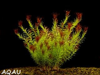 Rotala wallichii - Kolovka Wallichova