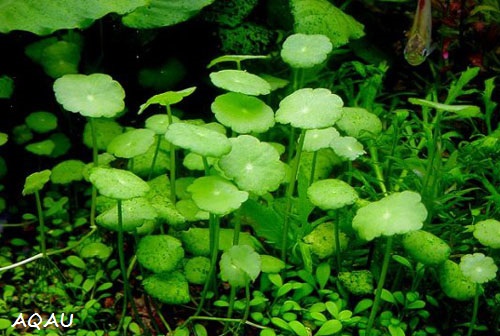 Hydrocotyle verticillata - Pupečník přeslenitý